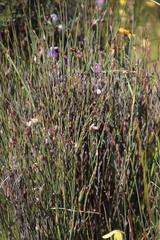 Willdenowia incurvata