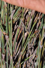 Willdenowia incurvata