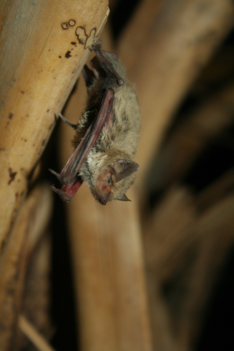 Kuhl's pipistrelle