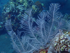 Macrorhynchia phoenicea