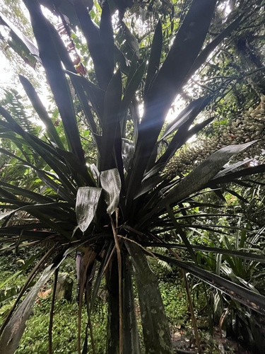 Aechmea latifolia, photograph 3