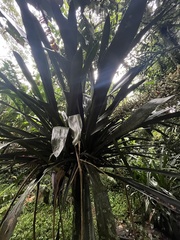 Aechmea latifolia, photograph Nicolás Baresch Uribe, CC BY, iNaturalist via GBIF