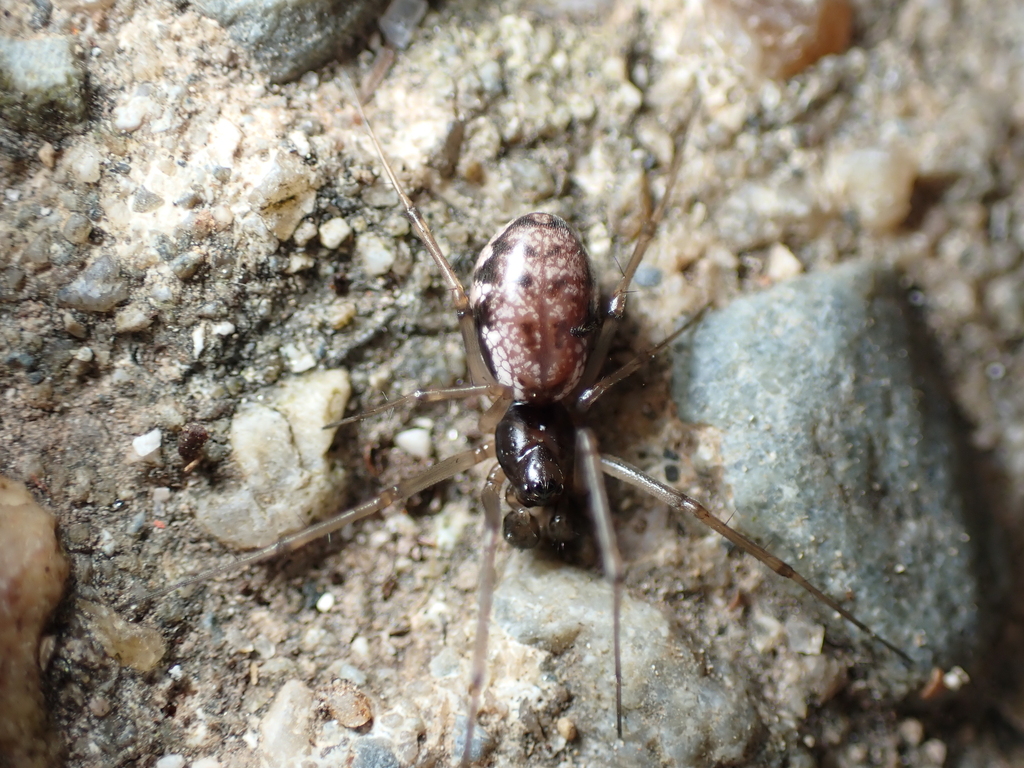 Neriene oidedicata