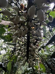 Aechmea latifolia, photograph Nicolás Baresch Uribe, CC BY, iNaturalist via GBIF