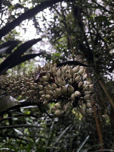 Aechmea latifolia