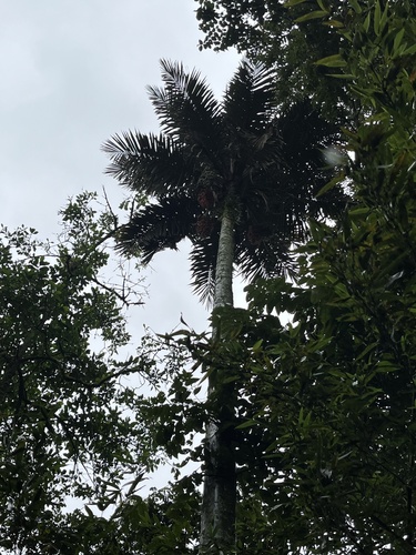 Ceroxylon sasaimae, photograph 4