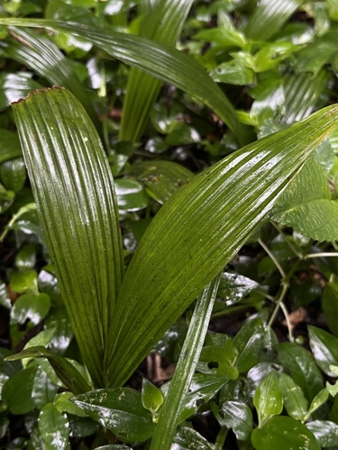 Ceroxylon sasaimae, photograph 5