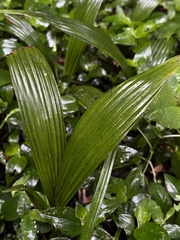 Ceroxylon sasaimae, photograph (c) Nicolás Baresch Uribe, some rights reserved (CC BY)