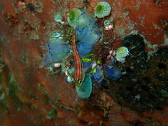 Helcogramma striata