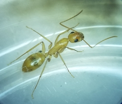 Camponotus festinatus