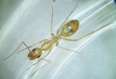 Camponotus festinatus