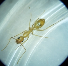 Camponotus festinatus