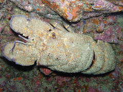 Scyllarides latus