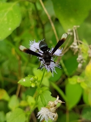 Myrmecopsis strigosa