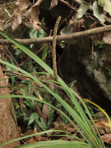 Grassleaf sweet flag (Acorus gramineus)