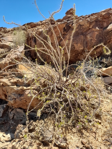 Image of Monsonia marlothii by no rights reserved