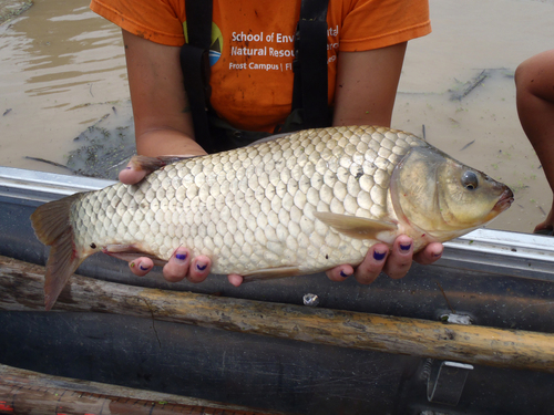 European Carp × Goldfish