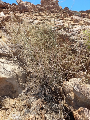 Image of Asparagus pearsonii by no rights reserved