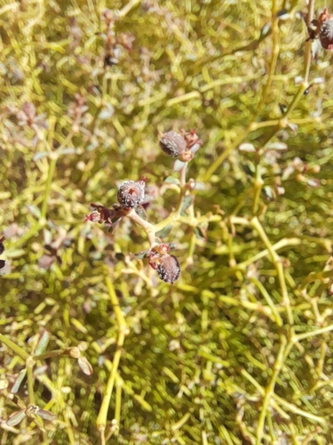 Image of Euphorbia glanduligera by no rights reserved