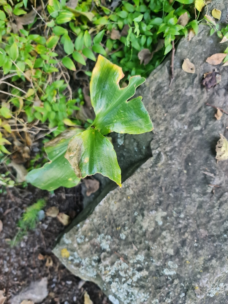 Paintbrush lily from Merafong City Local Municipality, South Africa on