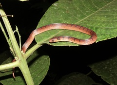 Neckband Ground Snake photo 2