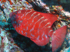 Heteropriacanthus fulgens