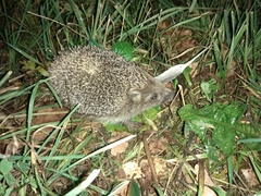 Erinaceus roumanicus