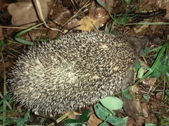 Erinaceus roumanicus