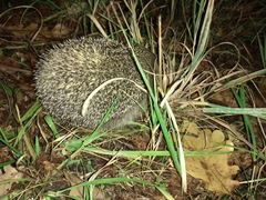 Erinaceus roumanicus