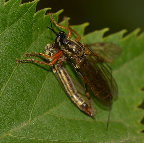 Dioctria sudetica
