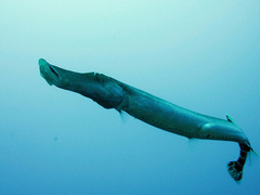 Aulostomus strigosus