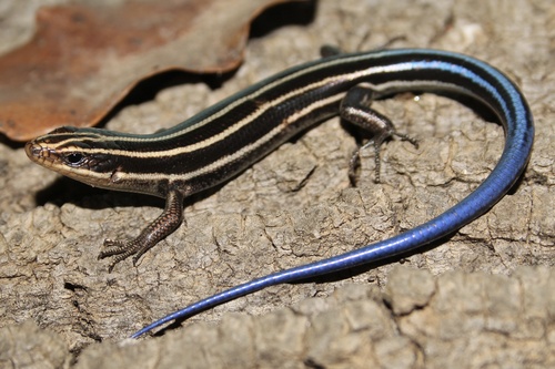 Common Five-lined Skink, photo 2 of 10