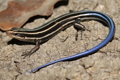 Common Five-Lined Skink photo 1