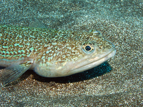 Atlantic Lizardfish