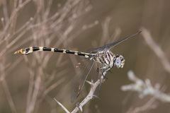 Phyllogomphoides stigmatus