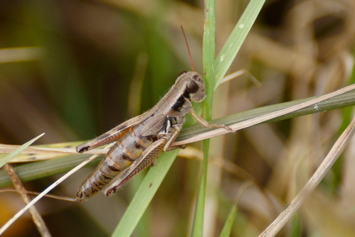 Large-headed Grasshopper