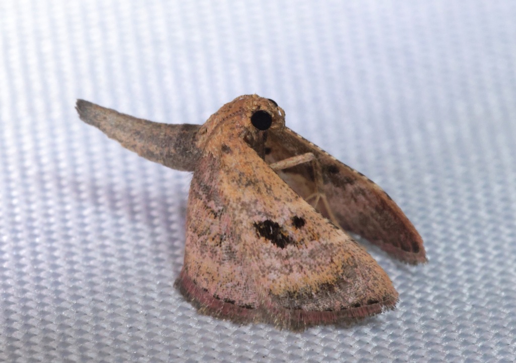 Perisseretma