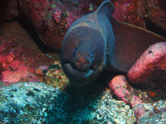 Gymnothorax unicolor