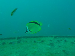 Johnrandallia nigrirostris