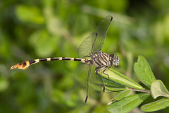 Phyllogomphoides stigmatus