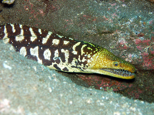 Fangtooth Moray