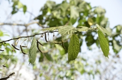 Indian Screw Tree (Helicteres isora)