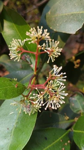 Ixora brachiata, photograph 6