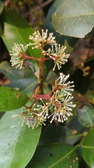 Ixora brachiata, photograph Harsha Jayaramaiah, CC BY, iNaturalist via GBIF