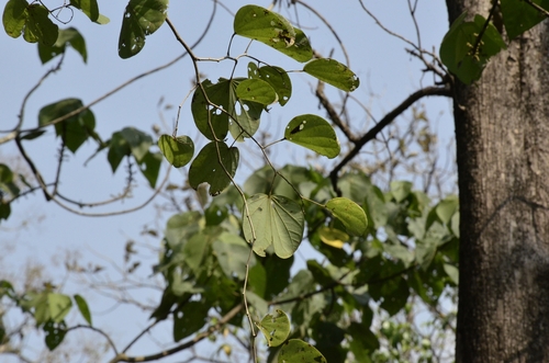 Image of Bauhinia purpurea by (c) renjus box, some rights reserved (CC BY)