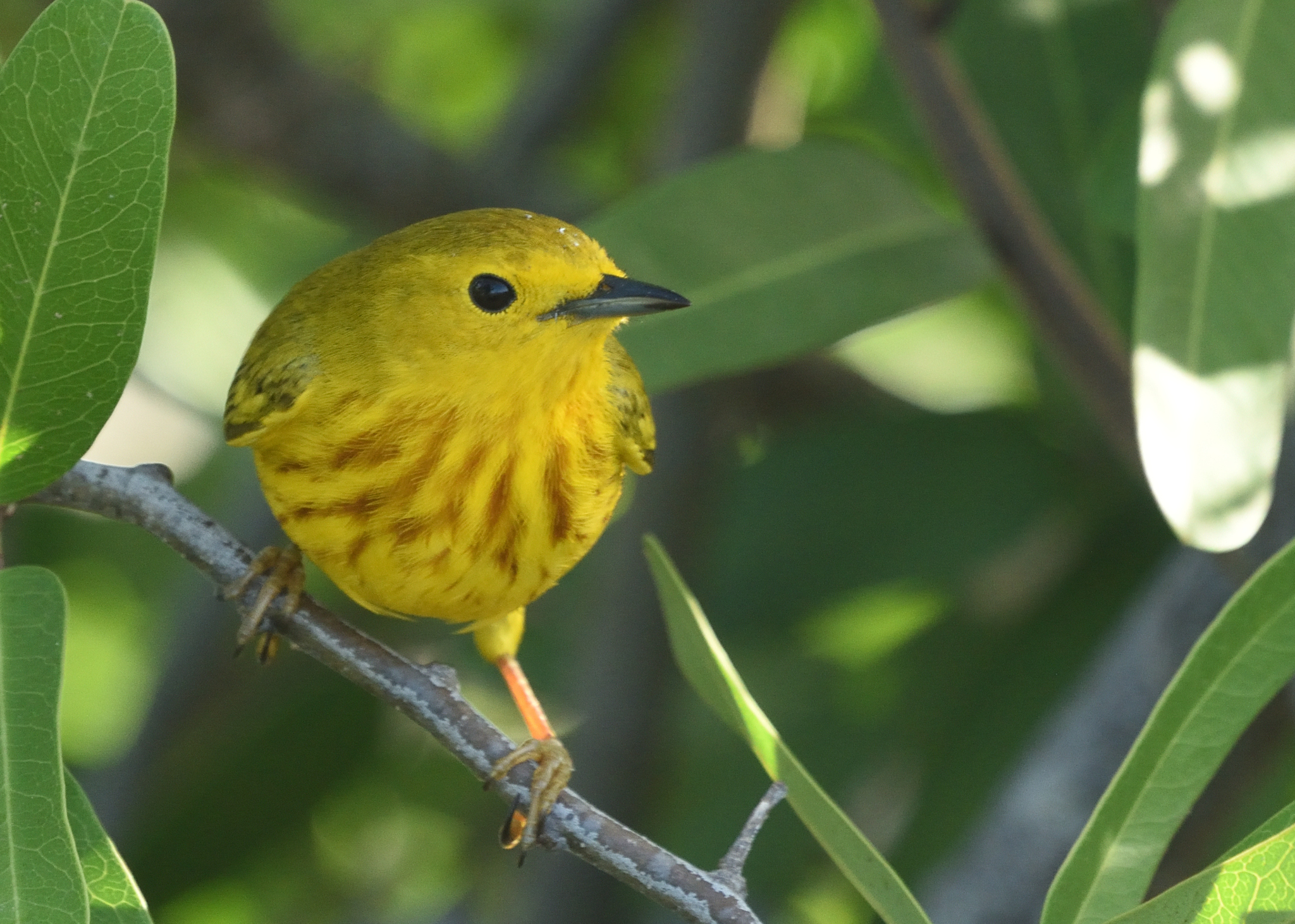 Yellow Warbler (Setophaga petechia)