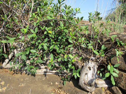 Ficus thonningii image
