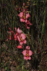 Gladiolus meliusculus