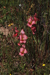 Gladiolus meliusculus