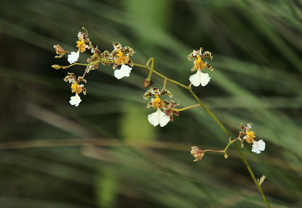 Gomesa warmingii